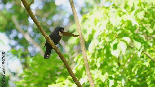 Dusky bird Beautiful Black bird, Dusky Broadbill (Corydon Sumatranus) bird standing on the branch, bird from  Kaeng Krachan Thailand.