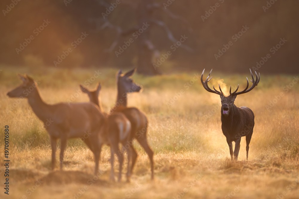 Naklejka premium Red deer stag roaring during autumn rut at sunrise