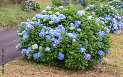 Garden path lined with blue hydrangea macrophylla bushes with large blooms and yellow buds