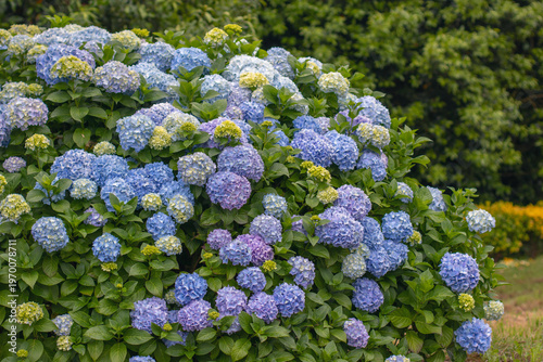 Large bigleaf hydrangea bush with blue and purple blooms and yellow buds in garden. Hydrangea macrophylla