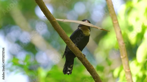 Dusky bird Beautiful Black bird, Dusky Broadbill (Corydon Sumatranus) bird standing on the branch, bird from  Kaeng Krachan Thailand.