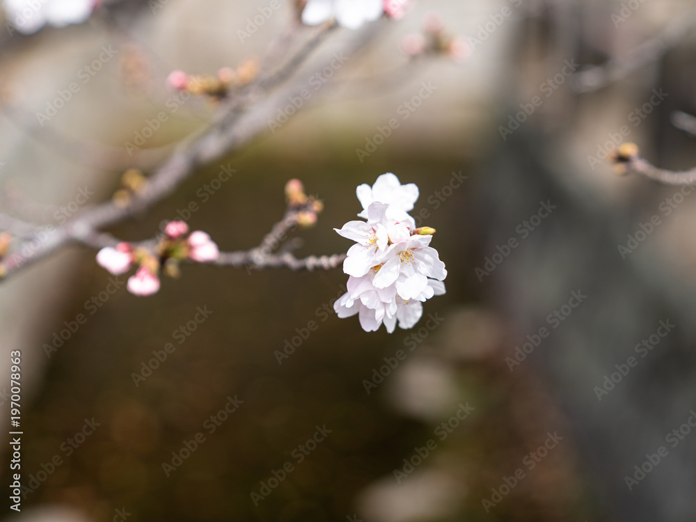 Fototapeta premium Close Up Cherry Blossom Sakura Flower with Soft Bokeh Background