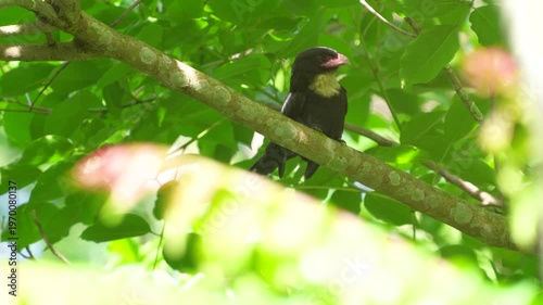 Dusky bird Beautiful Black bird, Dusky Broadbill (Corydon Sumatranus) bird standing on the branch, bird from  Kaeng Krachan Thailand.