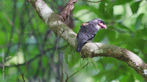 Dusky bird Beautiful Black bird, Dusky Broadbill (Corydon Sumatranus) bird standing on the branch, bird from  Kaeng Krachan Thailand.
