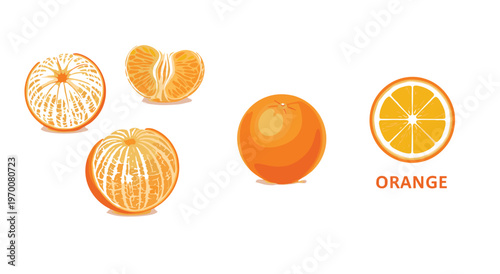Orange Fruit Illustration Set Featuring Whole Orange Peeled Fruit Segments and Cross Section Slice Fresh Citrus Vector Design