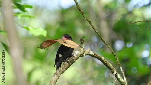 Dusky bird Beautiful Black bird, Dusky Broadbill (Corydon Sumatranus) bird standing on the branch, bird from  Kaeng Krachan Thailand.