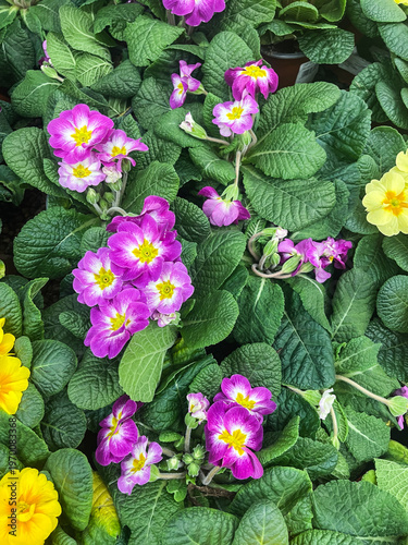 Beautiful blooming primrose flowers in a garden during springtime