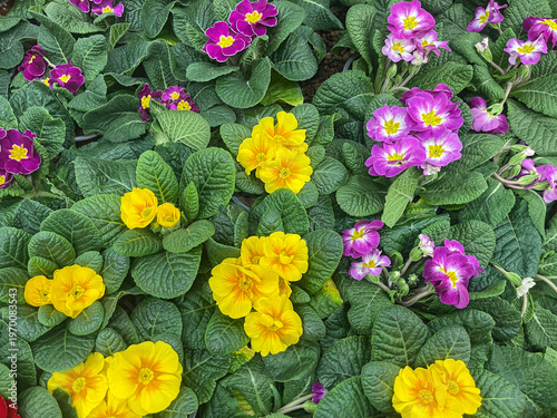 Vibrant colorful flowers blooming in a garden bed during springtime
