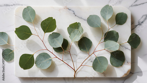 Eucalyptus Branches Resting on Elegant White Marble Surface