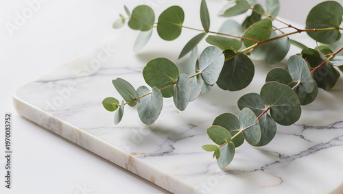 Eucalyptus Branches Resting on Elegant White Marble Surface