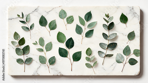 Eucalyptus Leaves Collection Arranged on White Marble Surface