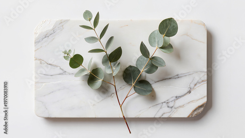 Eucalyptus Sprig on White Marble Slab Minimalist Background