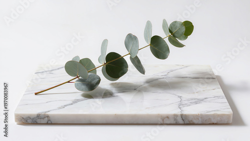 Eucalyptus Sprig on White Marble Slab