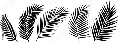 Set of palm leaf silhouettes, tropical foliage elements, exotic jungle leaves collection, botanical vector illustration for summer design, nature decor, and greenery concepts