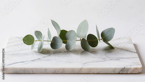 Eucalyptus Sprig Resting on a Polished White Marble Slab