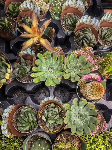 Succulent collection arranged in pots ready for sale at local garden store
