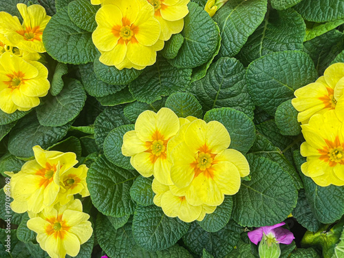Vibrant colorful flowers blooming in a garden bed during springtime