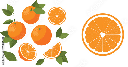 Orange Fruit Vector Composition with Whole Oranges Leaves and Slice Variations Detailed Citrus Cross Section Illustration Set