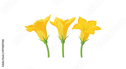 Three bright yellow squash blossoms stand tall on slender green stems showcasing their elegant trumpet shapes and soft petal textures against a white background.