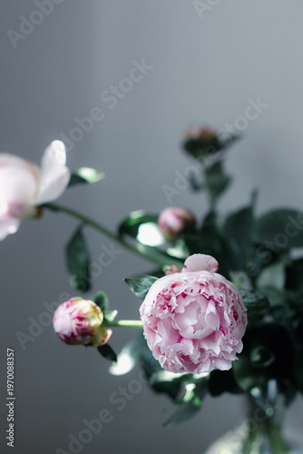 Bild auf Leinwand Pink double flower of Paeonia lactiflora (cultivar Sarah Bernhardt) close-up