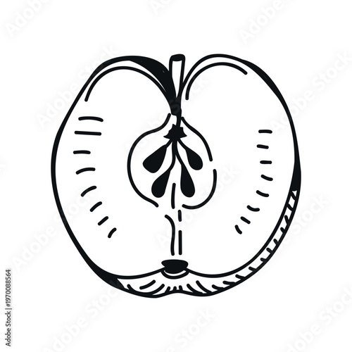 Hand-drawn illustration of a sliced apple showcasing its internal structure, including seeds and core, with a clean white background for clarity and focus