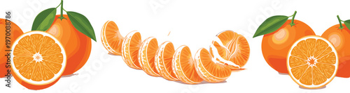 Orange Fruit Composition with Whole Oranges and Curved Line of Segments Fresh Citrus Illustration Vector Design Isolated
