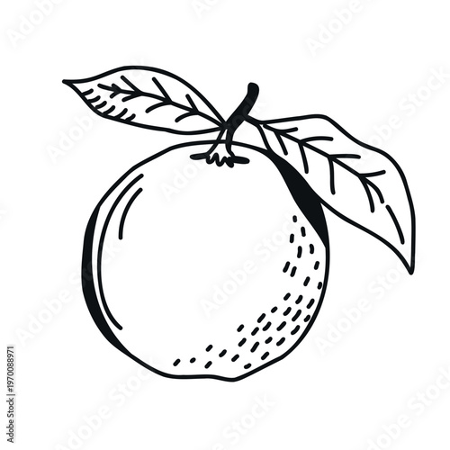 Hand-drawn illustration of a ripe orange with green leaves, showcasing its round shape and textured surface, set against a plain white background