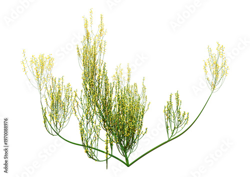 3D Rendering Cytisus Bush on White