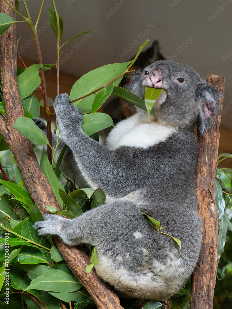 Obraz premium Koala