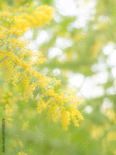 春の公園や花壇を彩るミモザのある風景。木漏れ日が差し込む優しい雰囲気。ぼんやりした花畑のイメージ。