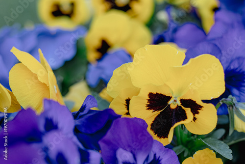 Pansy flower, nature bursts into color with a vibrant display of pansies in full bloom. 