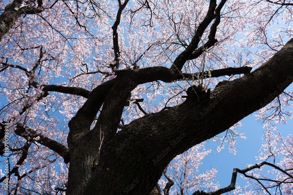 Fototapeta premium 山梨県 神代公園 山高神代桜の風景
