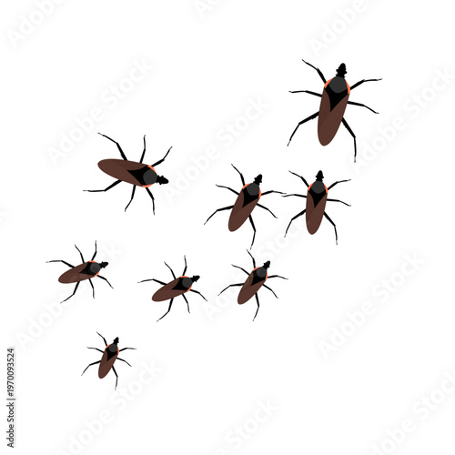 Chagas Insects Illustration