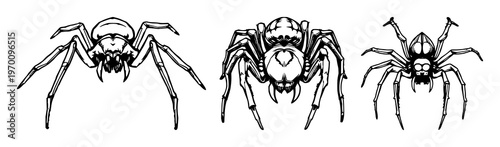 Spider fangs set with detailed black line art illustration featuring arachnid, wildlife, insect with venom and mandibles