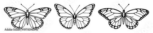 Pinned morpho butterfly set with detailed black line art design featuring entomology, insects, nature with biology and anatomy