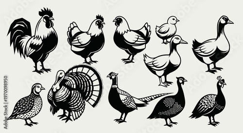Domestic Poultry and Wild Game Birds Vector Set
