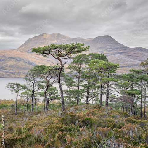 Photos Scots Pines on Beinn Eighe Woodland Trail with mountains in the background on cl