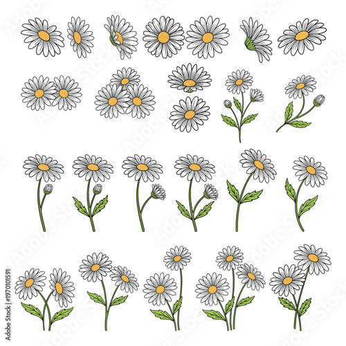 Daisy Flower Floral Illustration Set