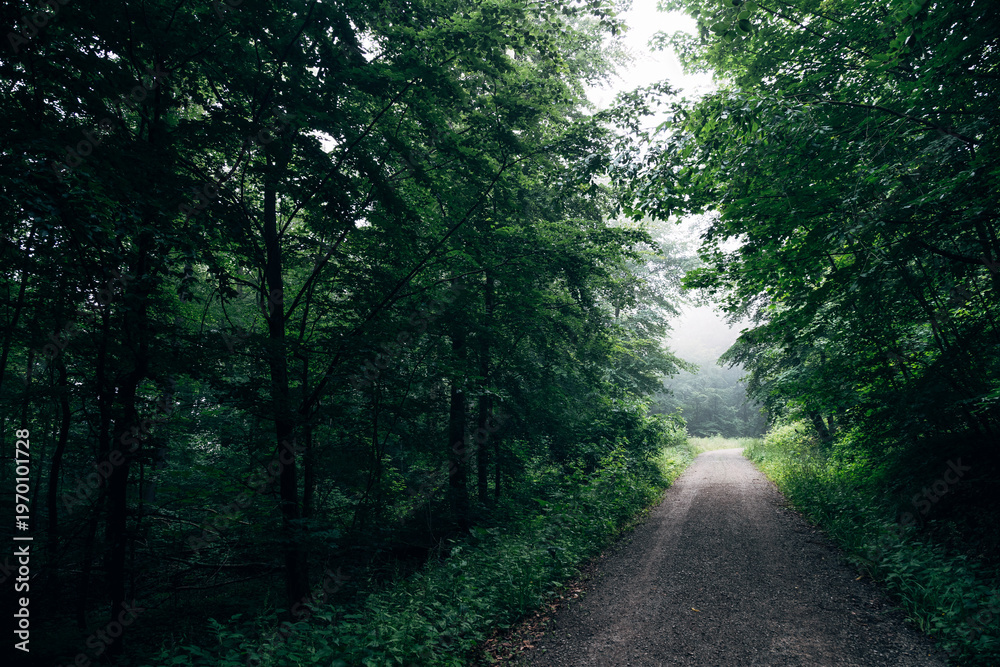 Fototapeta premium Deep Emerald Summer Forest, Lush Green Woodland Canopy with Vibrant Foliage in Soft Natural Dappled Light