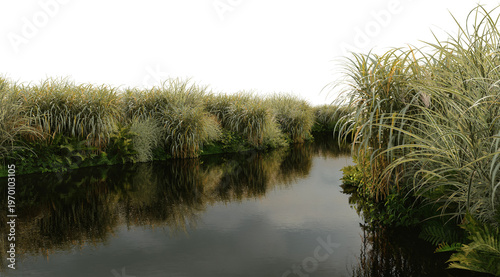 Fotografija Plants on the edge of swamps on a transparent background
