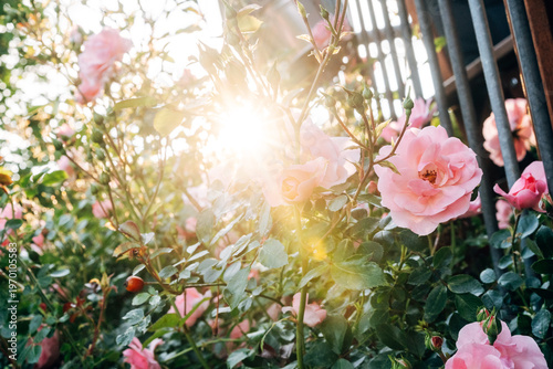 Lush Garden Roses in Full Bloom at Sunset, Romantic Floral Petals in Warm Natural Golden Hour Light