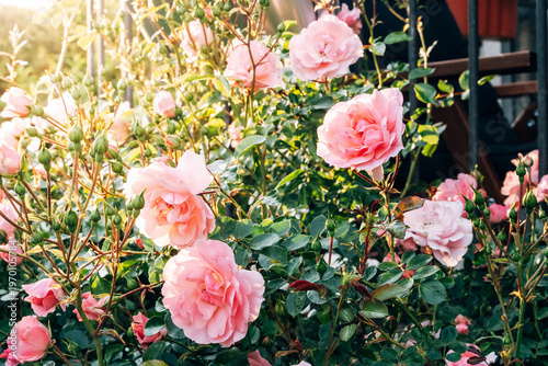 Lush Garden Roses in Full Bloom at Sunset, Romantic Floral Petals in Warm Natural Golden Hour Light