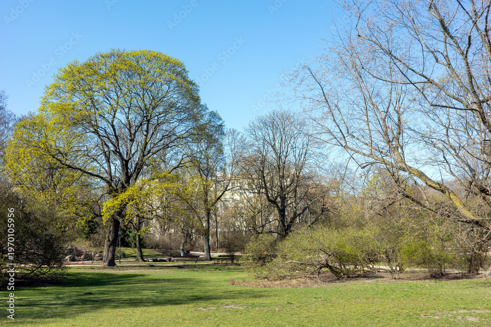 Obraz premium A scenic view of a tranquil urban park during early spring, featuring budding green trees, a lush lawn, and a classic building peeking through the skeletal branches.