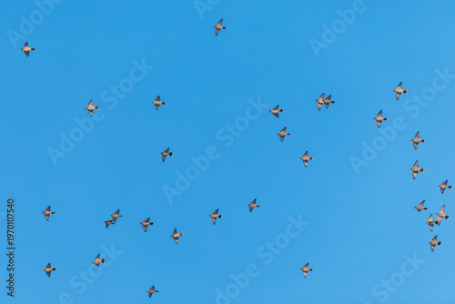 flock of waxwing birds flying high against the blue sky