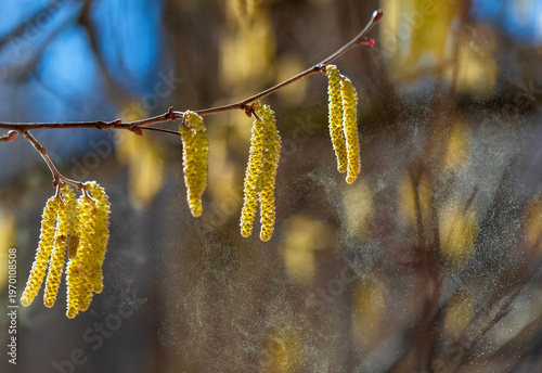 Alder tree buds spray a cloud of fine golden allergic pollen against a sunny ...