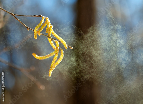 Alder tree buds spray a cloud of fine golden allergic pollen against a sunny ...