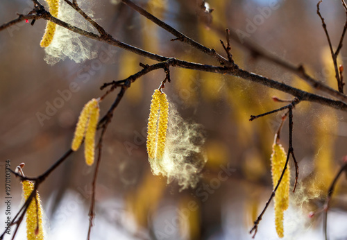 Birch and alder catkins spray a cloud of fine golden allergic pollen against ...