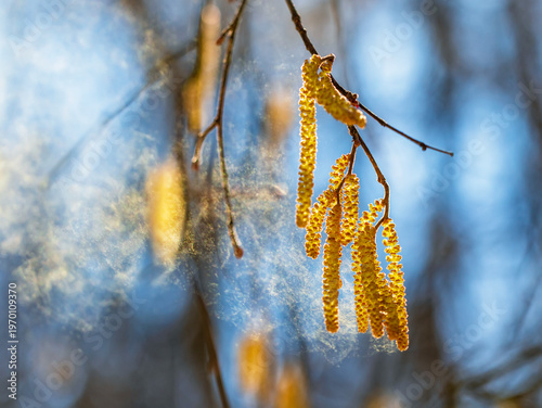 Golden birch catkins spray a cloud of fine allergic pollen against a sunny sk...