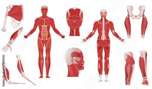 Human Body Anatomy Systems Vector Set with Internal Organs Illustration (EPS)