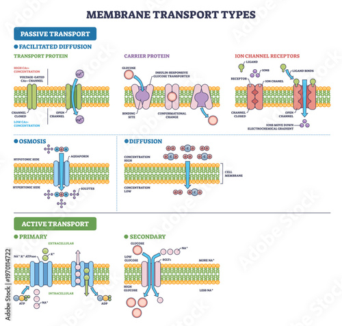 Membrane transport types for USMLE, lipid bilayer, ion channels, and carrier proteins illustrate diffusion, osmosis, and active transport across the cell membrane, transparent background.